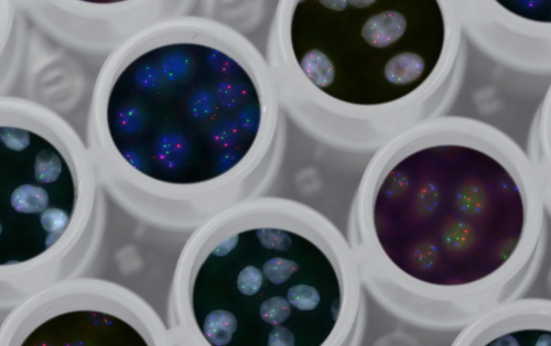 Fluorescent microscopy images of cells in multi-well plates, showing stained nuclei and genetic markers